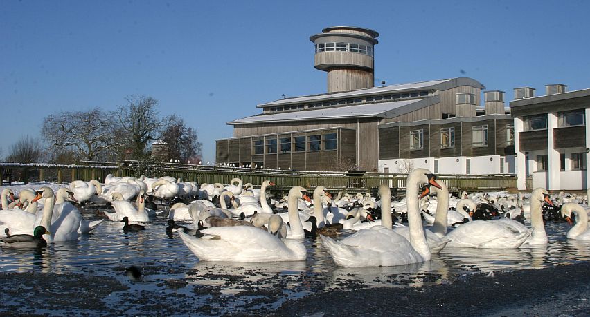 Slimbridge Wetland Centre, Gloucestershire