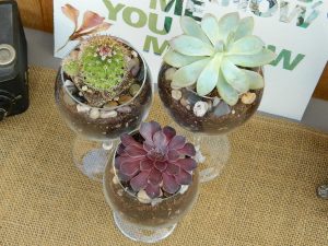 Air-Plant-in-Wine-Glass