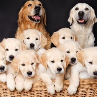 Tips for Establishing your Dog Breeding Business