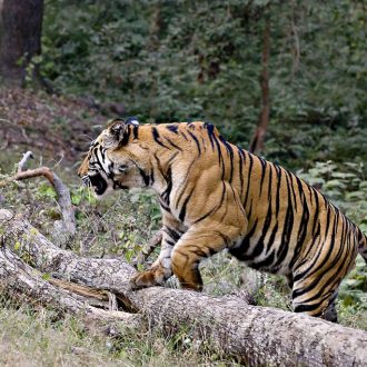 National Parks That Are The Pride Of India