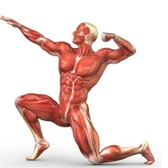 Enhance Skeletal Muscle And Reverse Aging