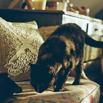 How To Make Your Home Cat-Friendly