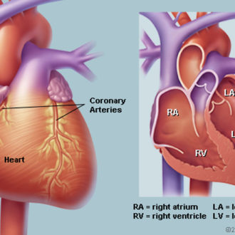 Take Care of Your Little Heart And Follow Some Simple Steps