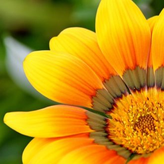 Make Your Garden Look Attractive With Beautiful Flowers