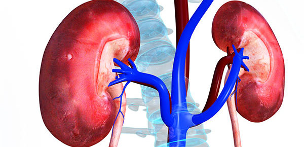 Connection Between Kidney Transplant Cost and Medical Tourism in India