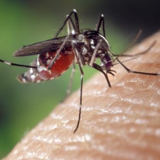 Some Interesting facts about the Mosquito – Human Relationships