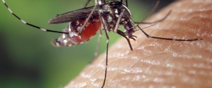 What Type of Blood Attracts Mosquitos?