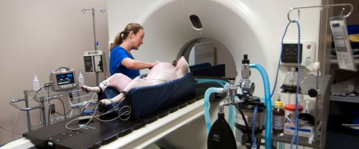 How To Get The Right Service For Your Pet Ct Scan Cost In Chennai?