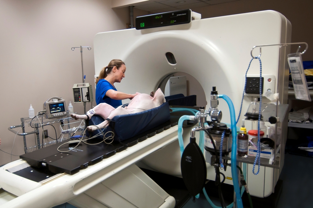 How To Get The Right Service For Your Pet Ct Scan Cost In Chennai