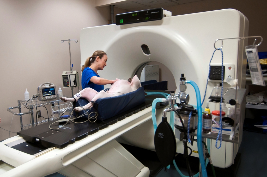 How Much Does A Ct Scan Cost For A Pet