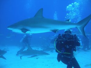 shark_diving_dubai[1]