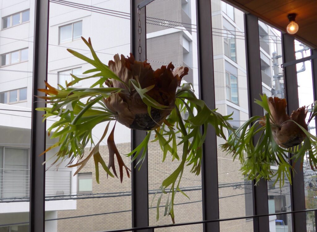 Hanging Plants