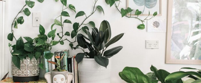 Blossoming Virtually: The Joys of Shopping for Plants Online in Melbourne