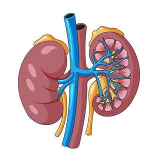 How much water should a nephrologist drink?