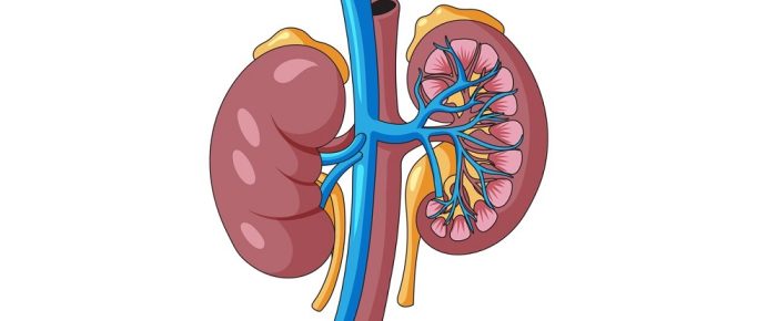 How much water should a nephrologist drink? How much water should a nephrologist drink?