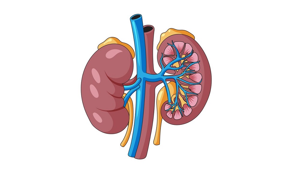Nephrologist